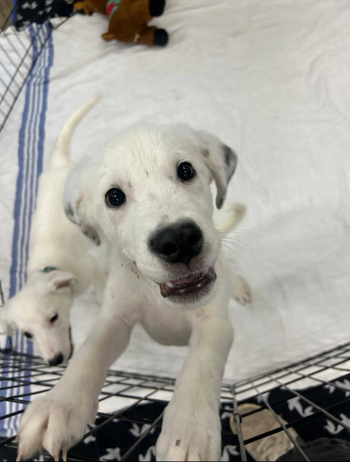 Lightning - Great Pyrenees/Pit Bull Terrier Mix available for adoption