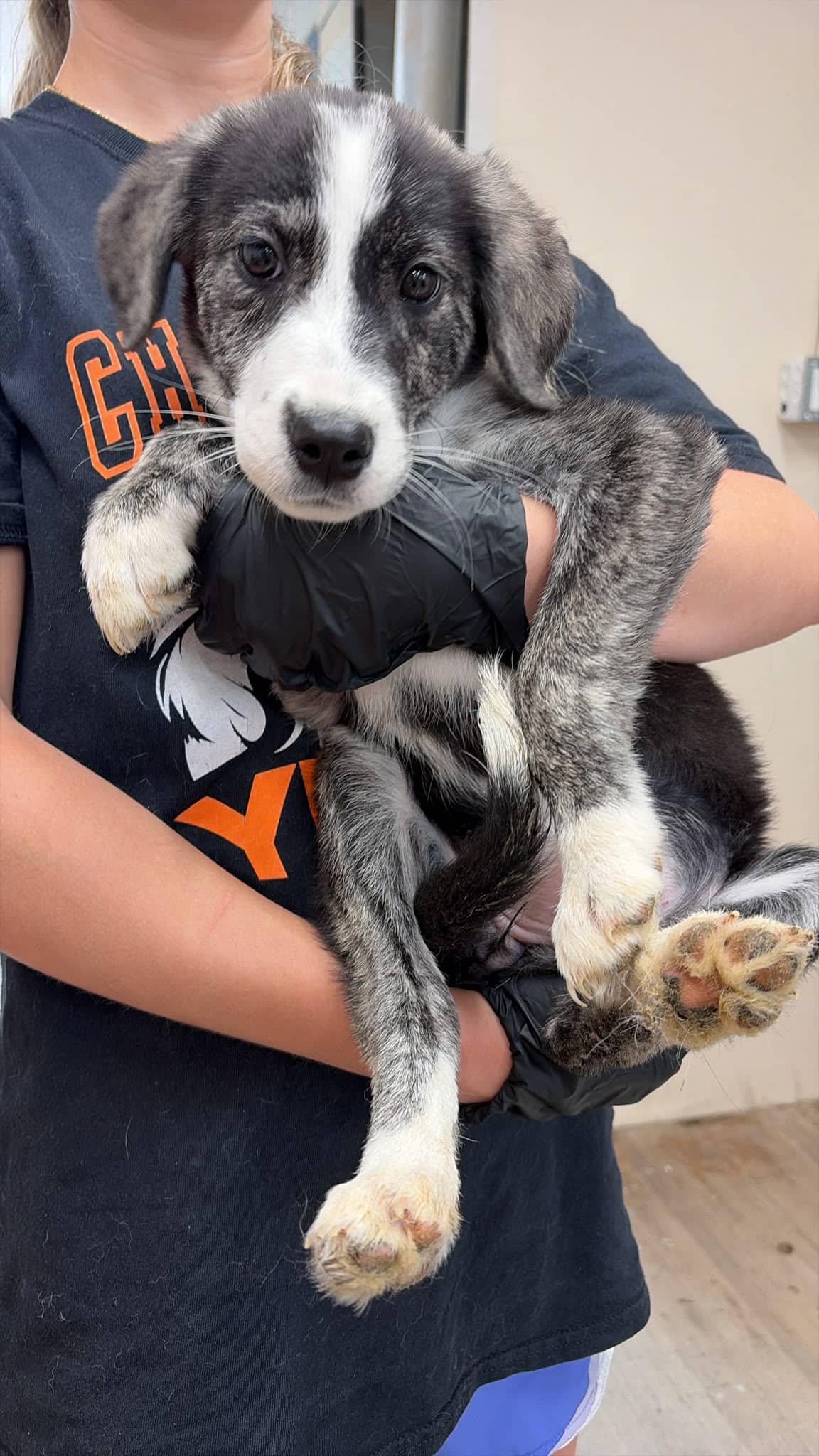 Sally - Great Pyrenees/Pit Bull Terrier Mix available for adoption