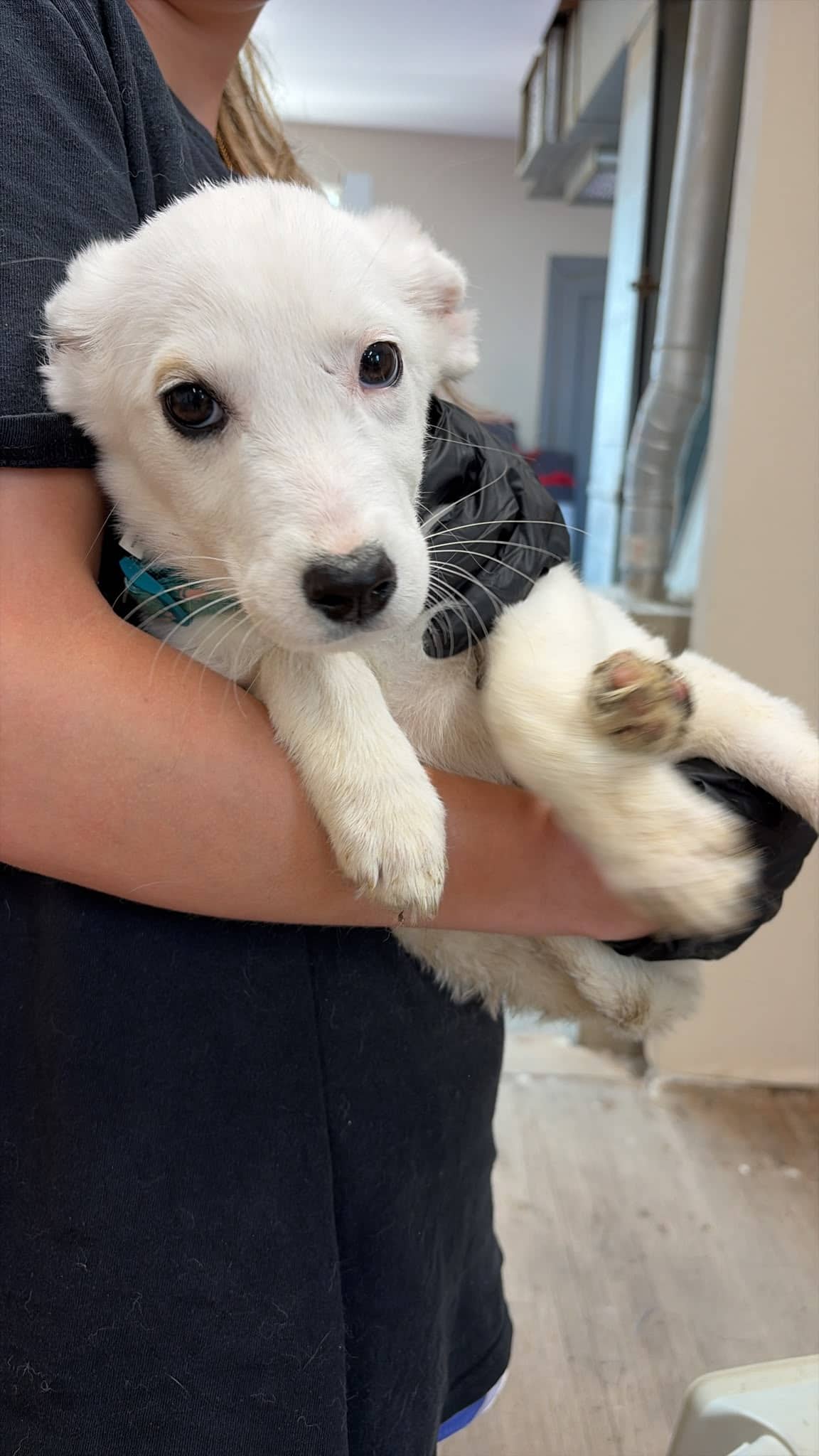 Flo - Great Pyrenees/Pit Bull Terrier Mix available for adoption