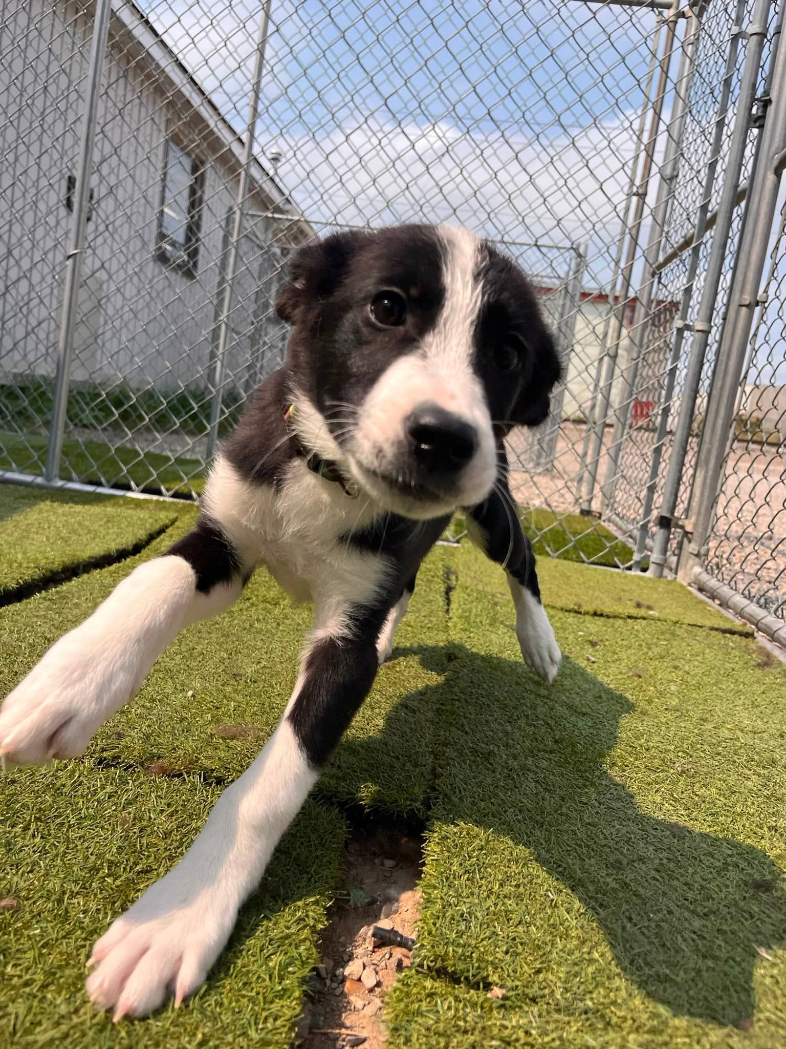 Mater - Great Pyrenees/Pit Bull Terrier Mix available for adoption