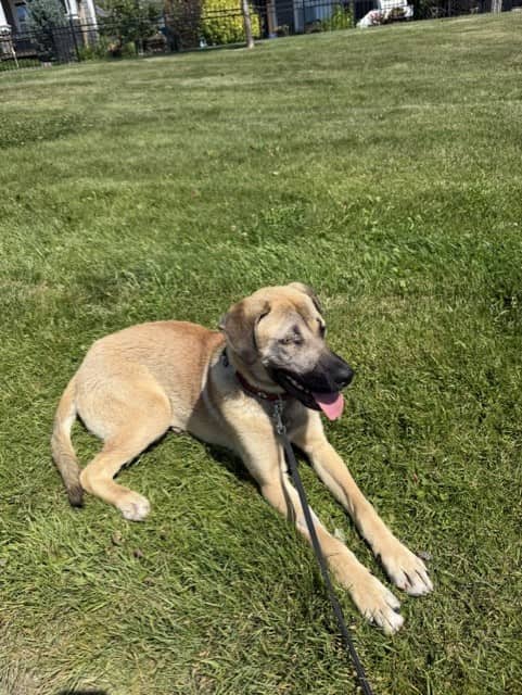 Darius - Kangal Mix available for adoption