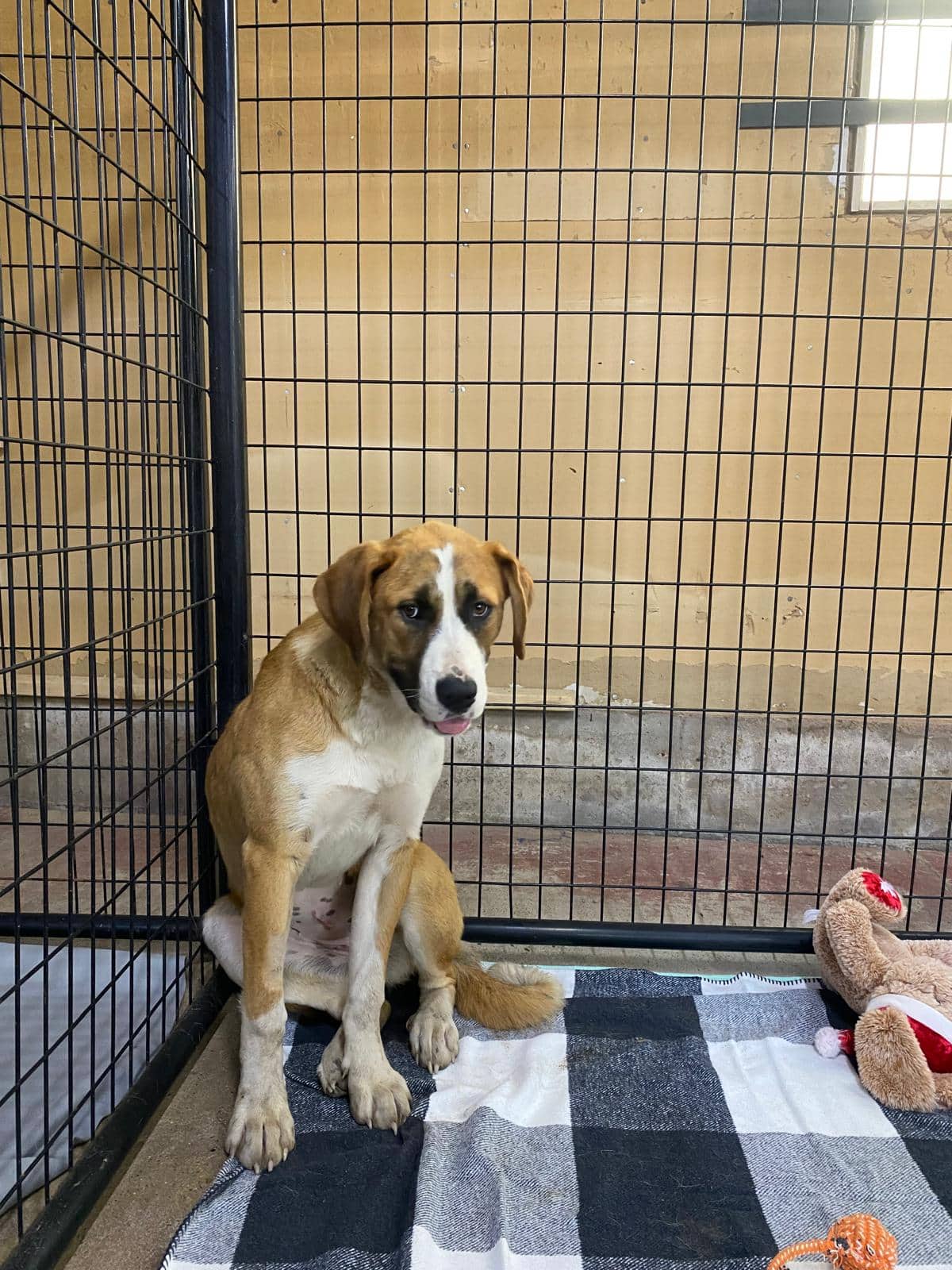 Darya - St. Bernard Mix available for adoption