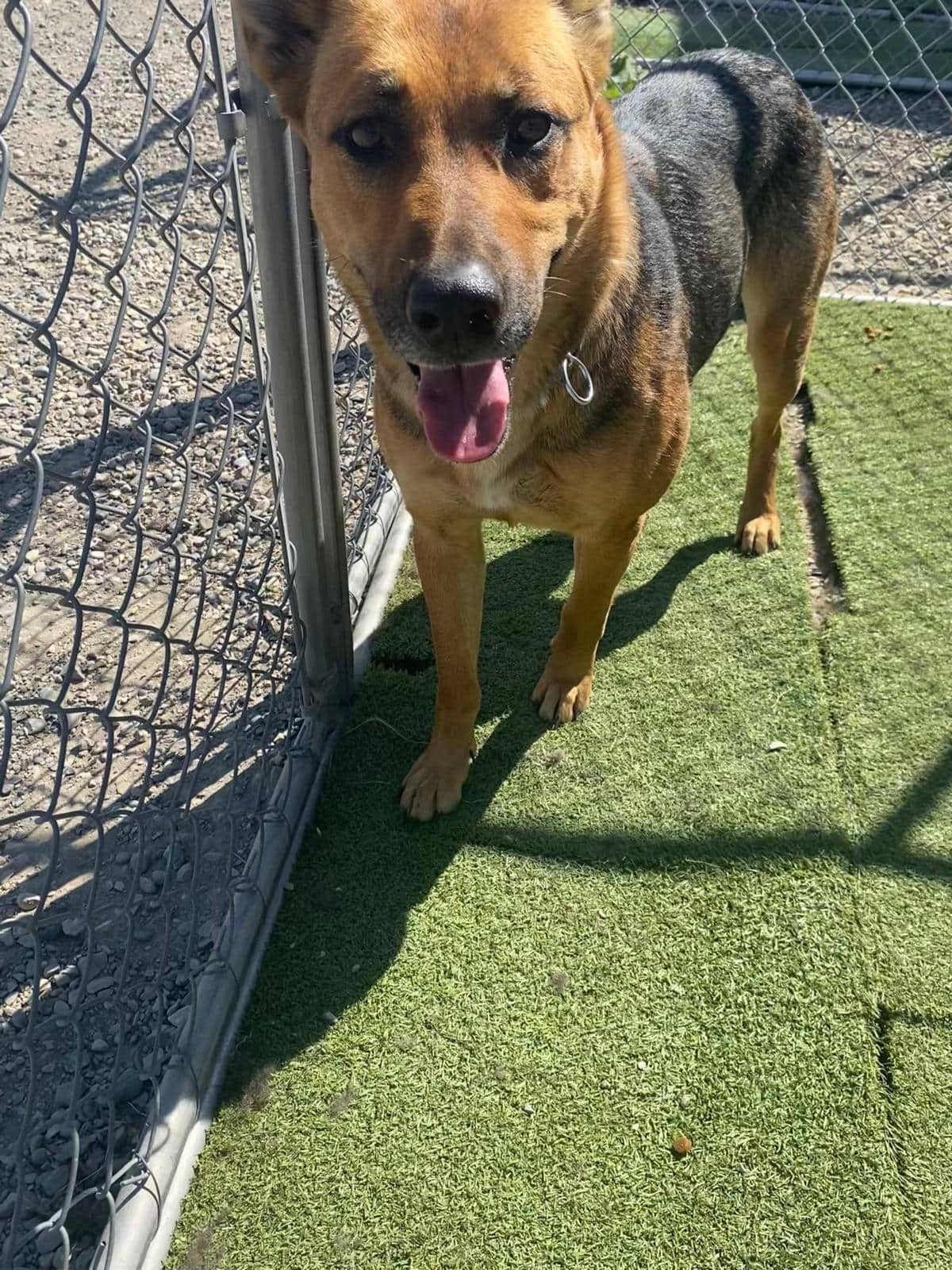 Tillie - Shepherd Mix available for adoption