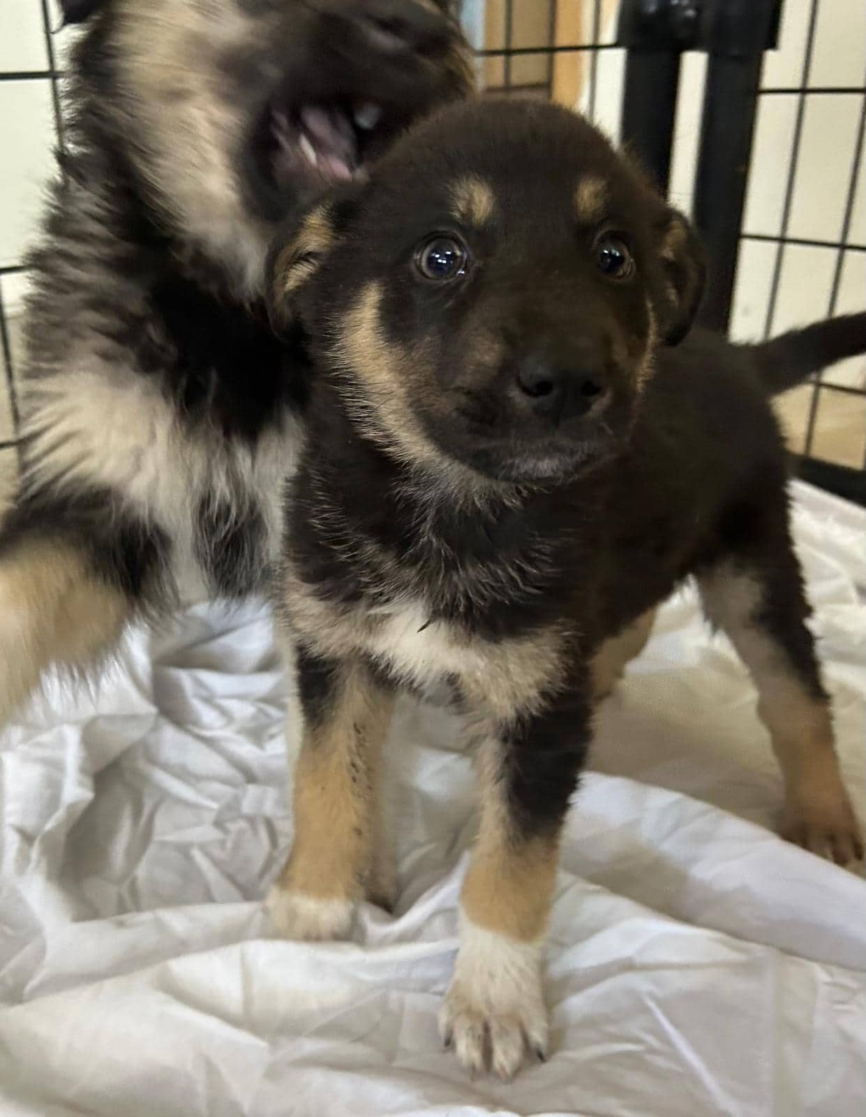 Zane - Shepherd Mix available for adoption