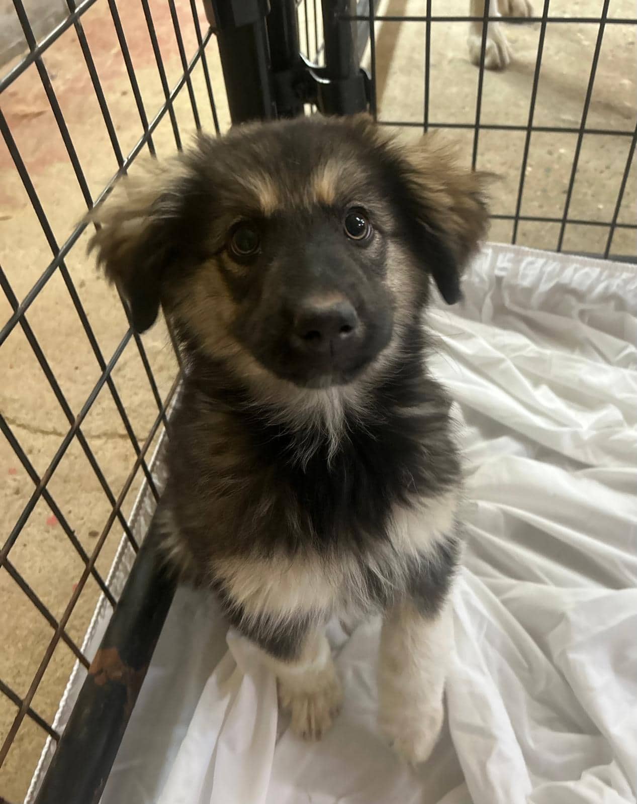 Zia - Shepherd Mix available for adoption