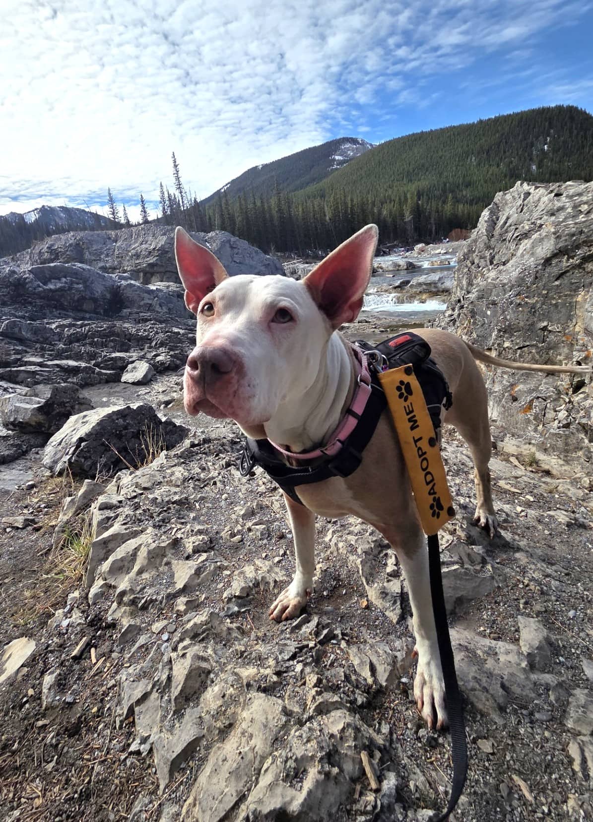 Rousey - Mixed available for adoption