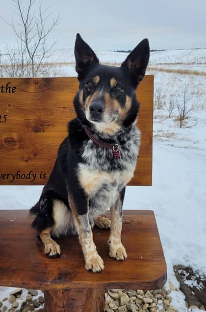 Tobey - Mixed available for adoption