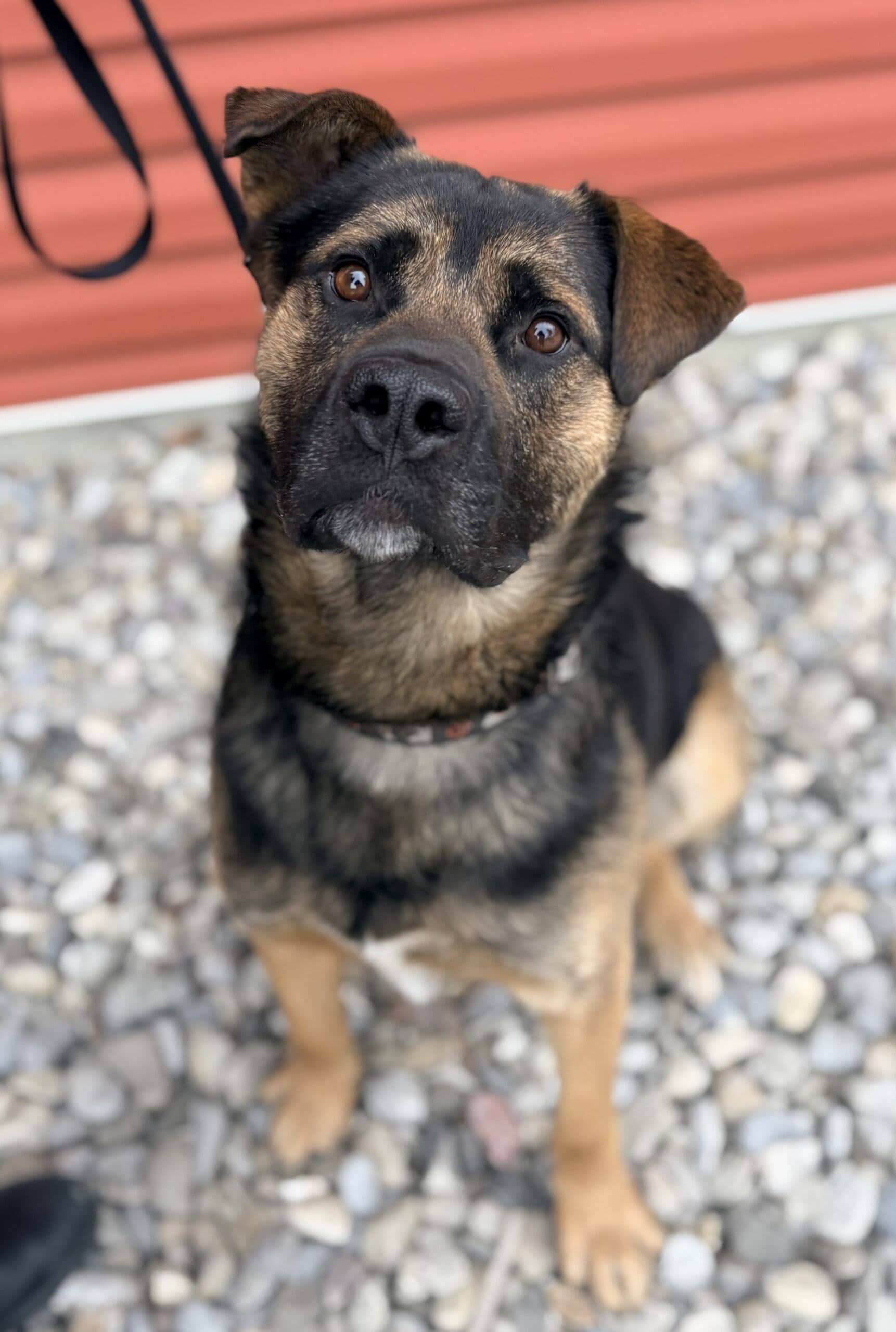 Romeo - Mixed available for adoption