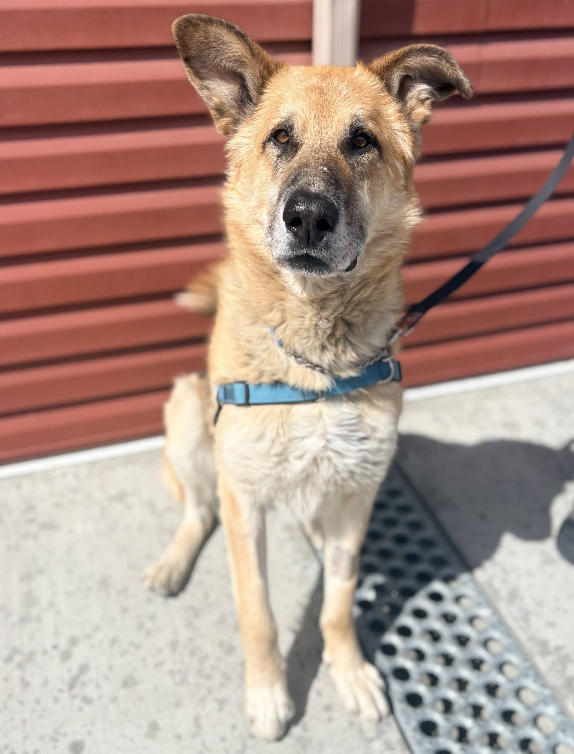 Jake - Mixed available for adoption