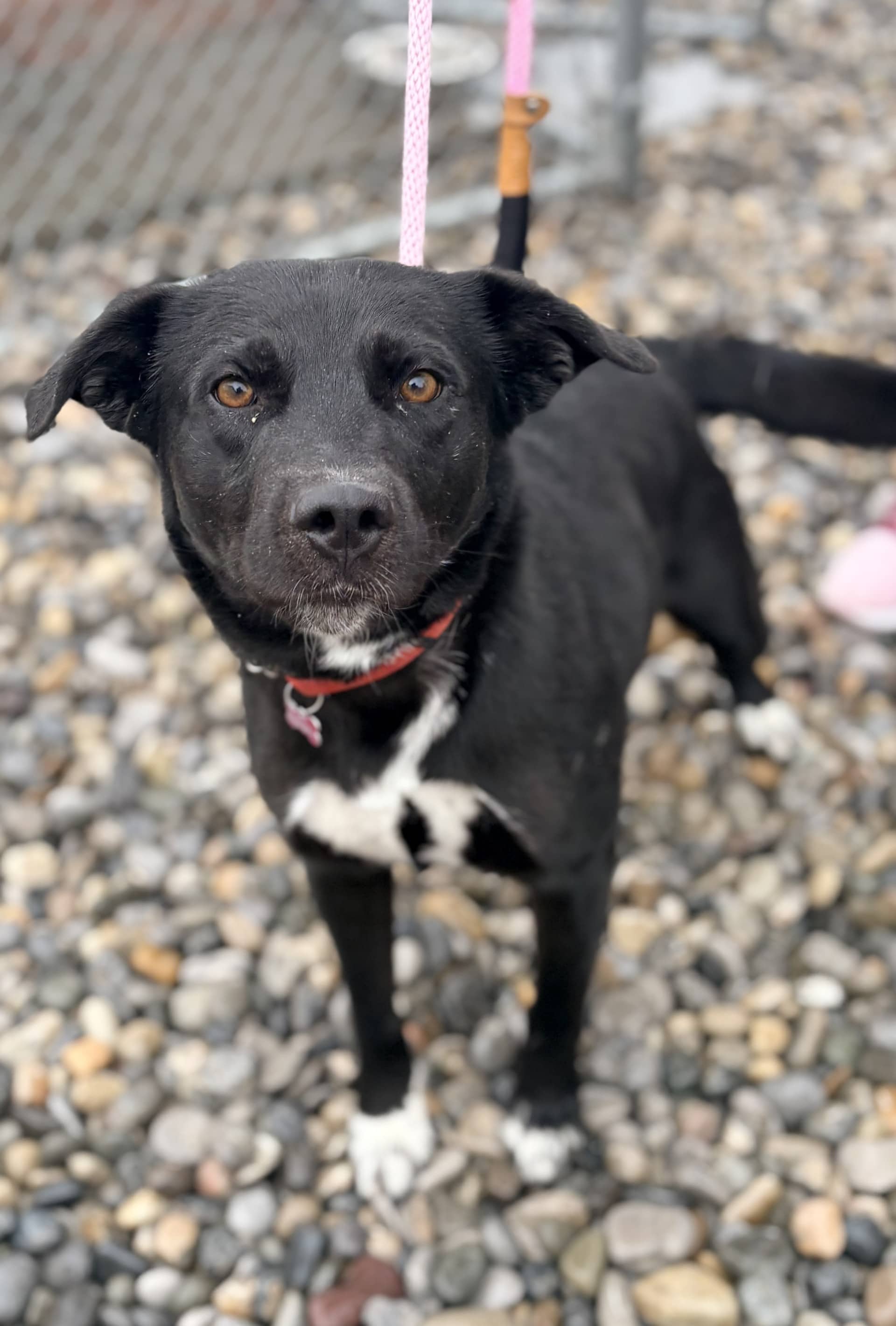 Lake - Mixed available for adoption