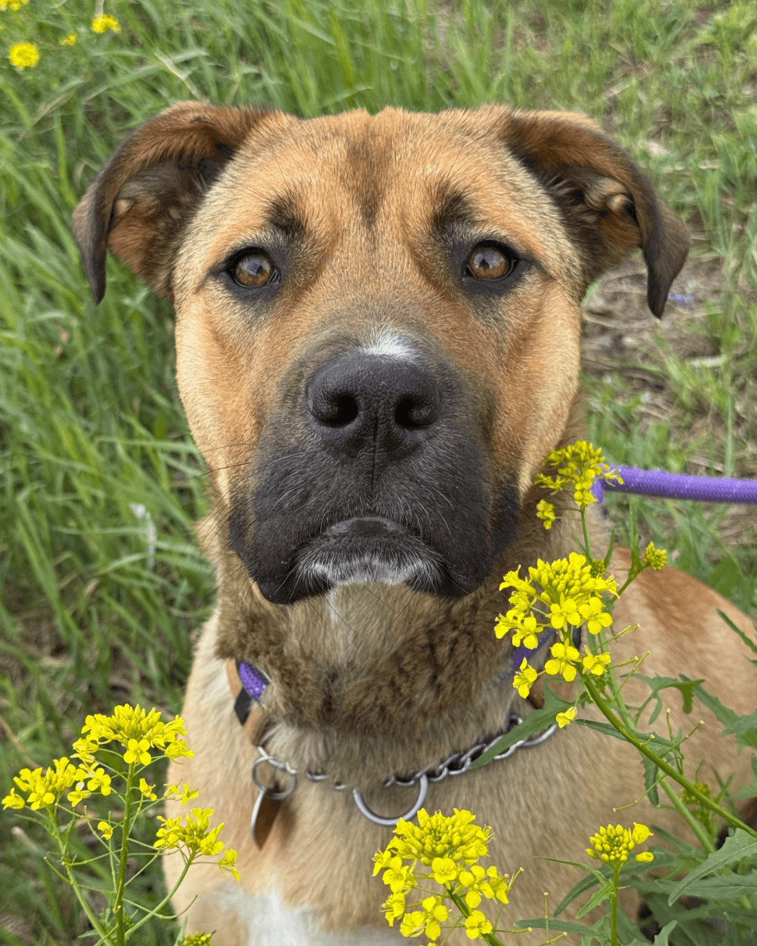 Olive - Mixed available for adoption