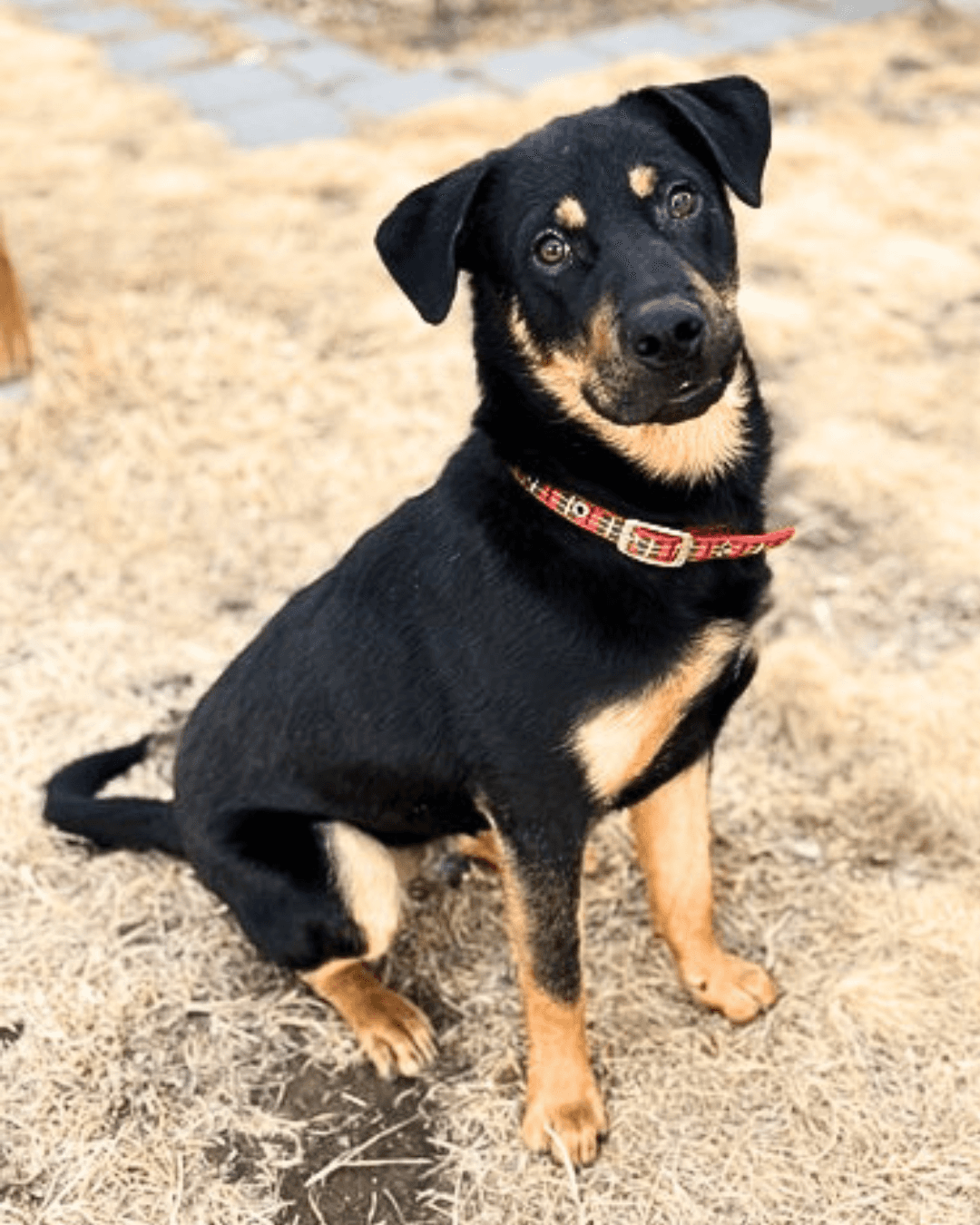 Grover - Mixed available for adoption