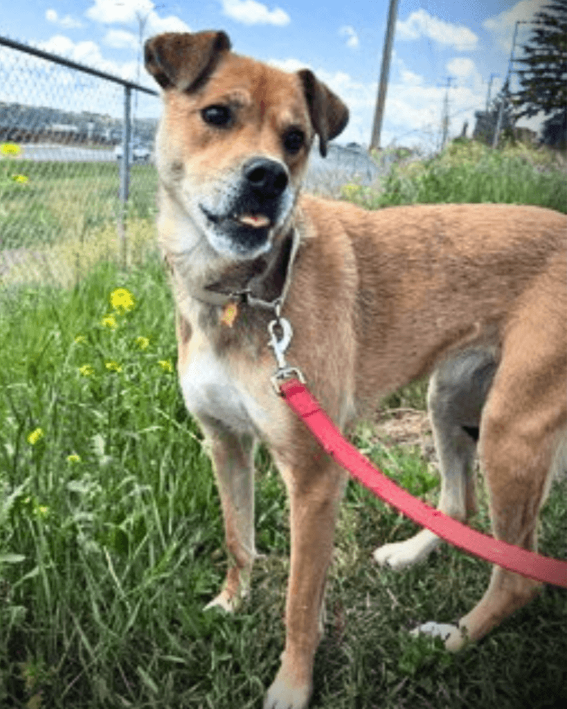 Empanada - Mixed Breed available for adoption