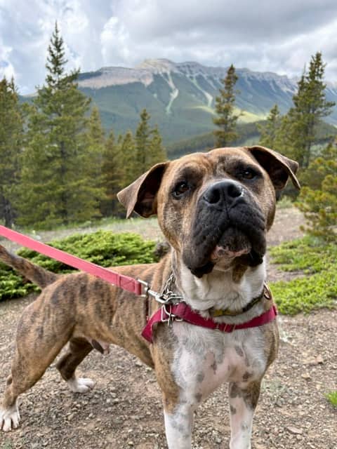 Hector - Mixed available for adoption