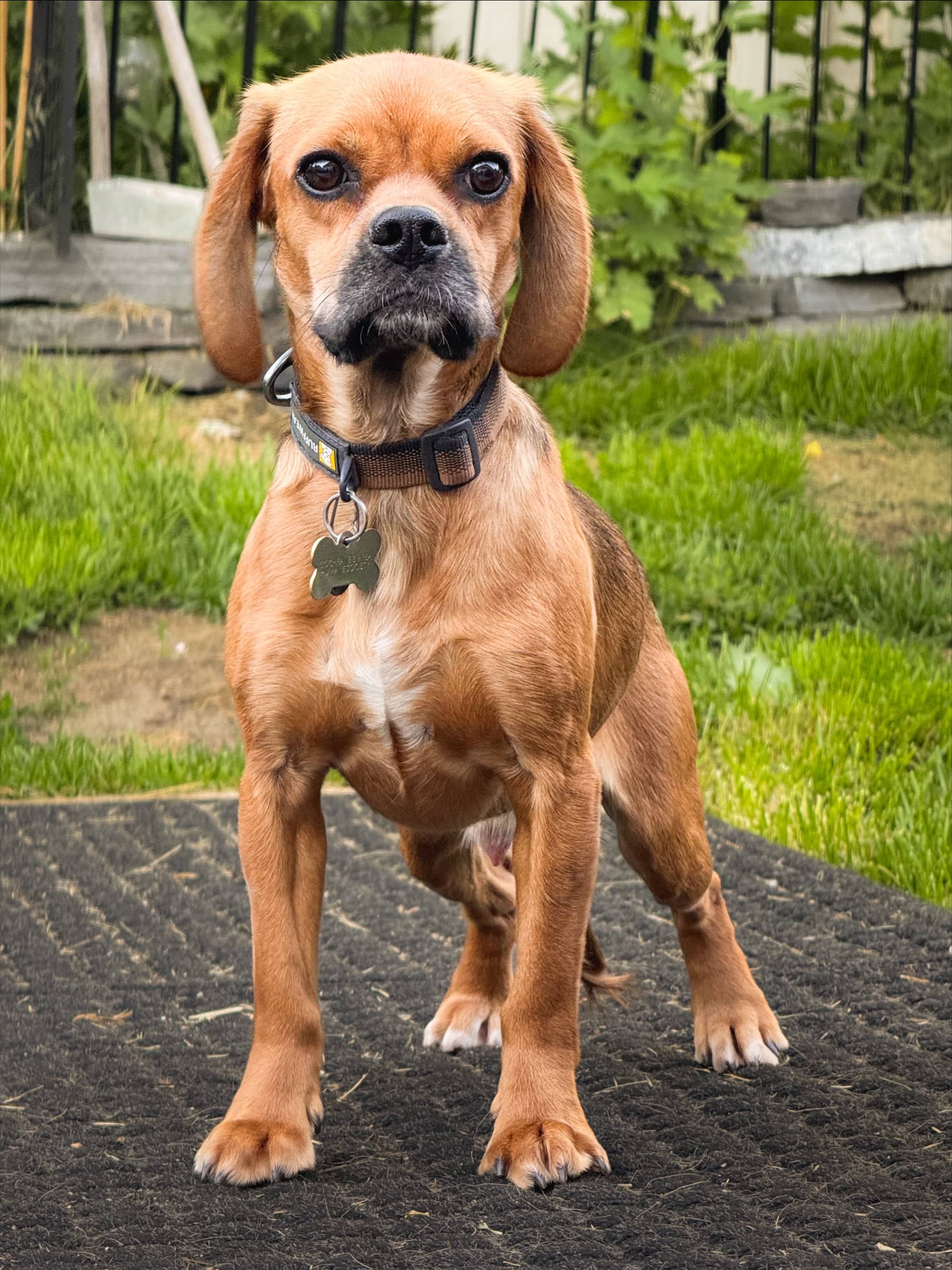Mamoru - Mixed available for adoption