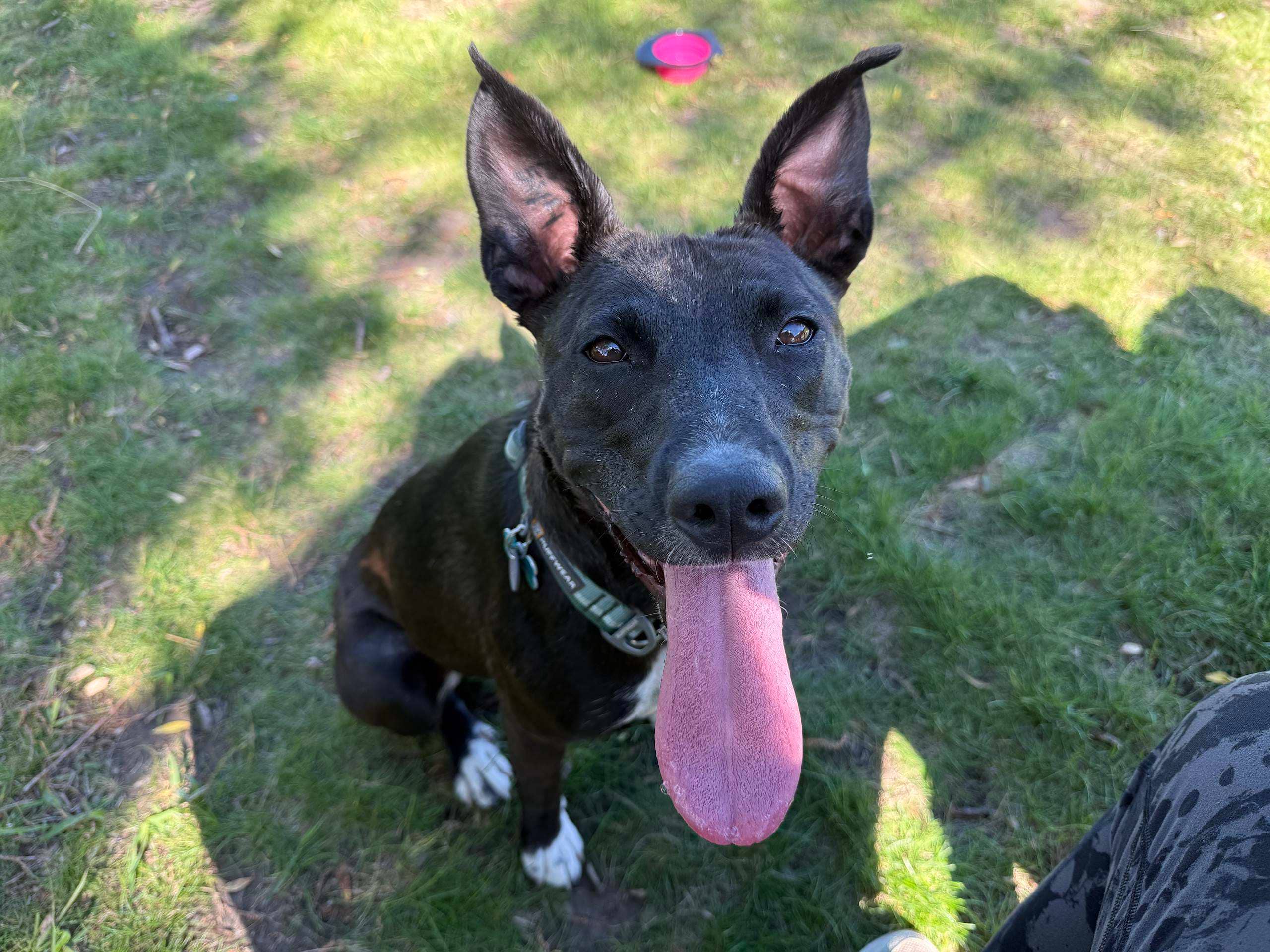 Sammy - Mixed available for adoption