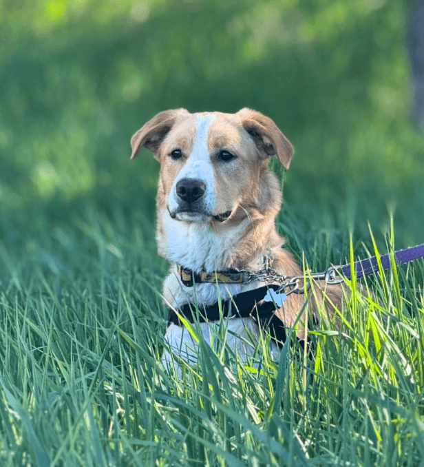 Peaches - Mixed available for adoption