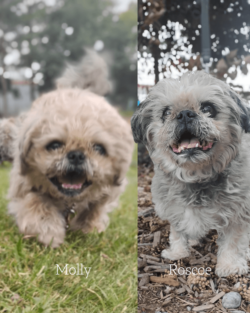 Molly and Roscoe - Mixed available for adoption