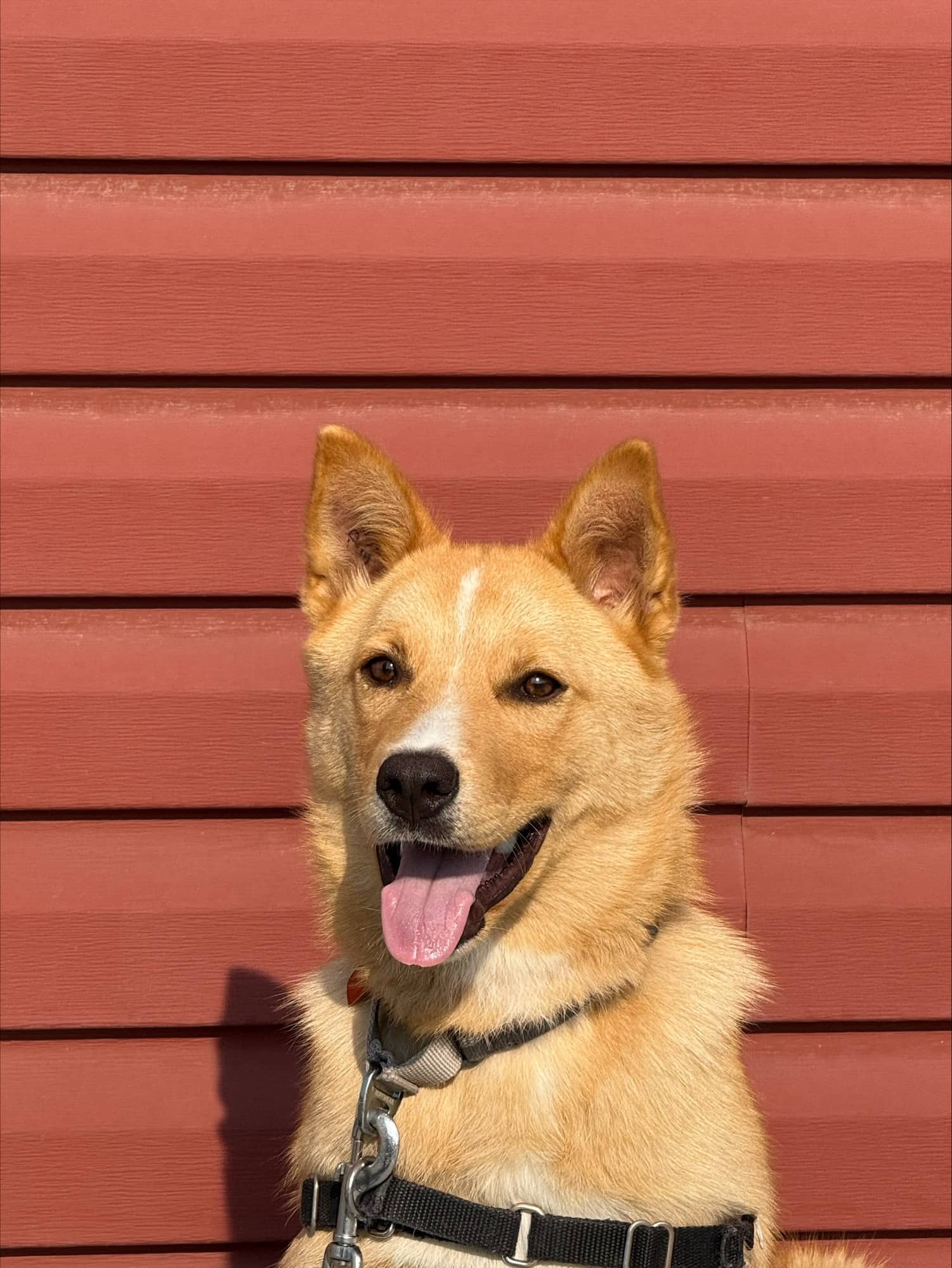 Chloe - Mixed available for adoption