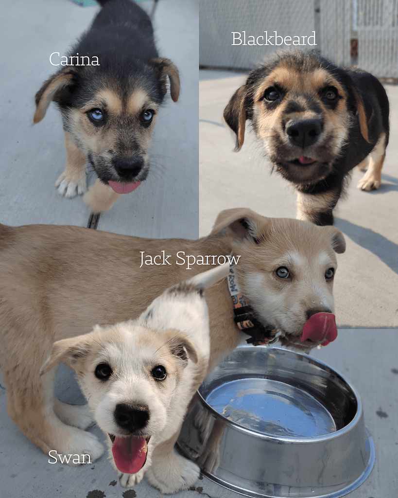 Swan and Blackbeard - Mixed available for adoption