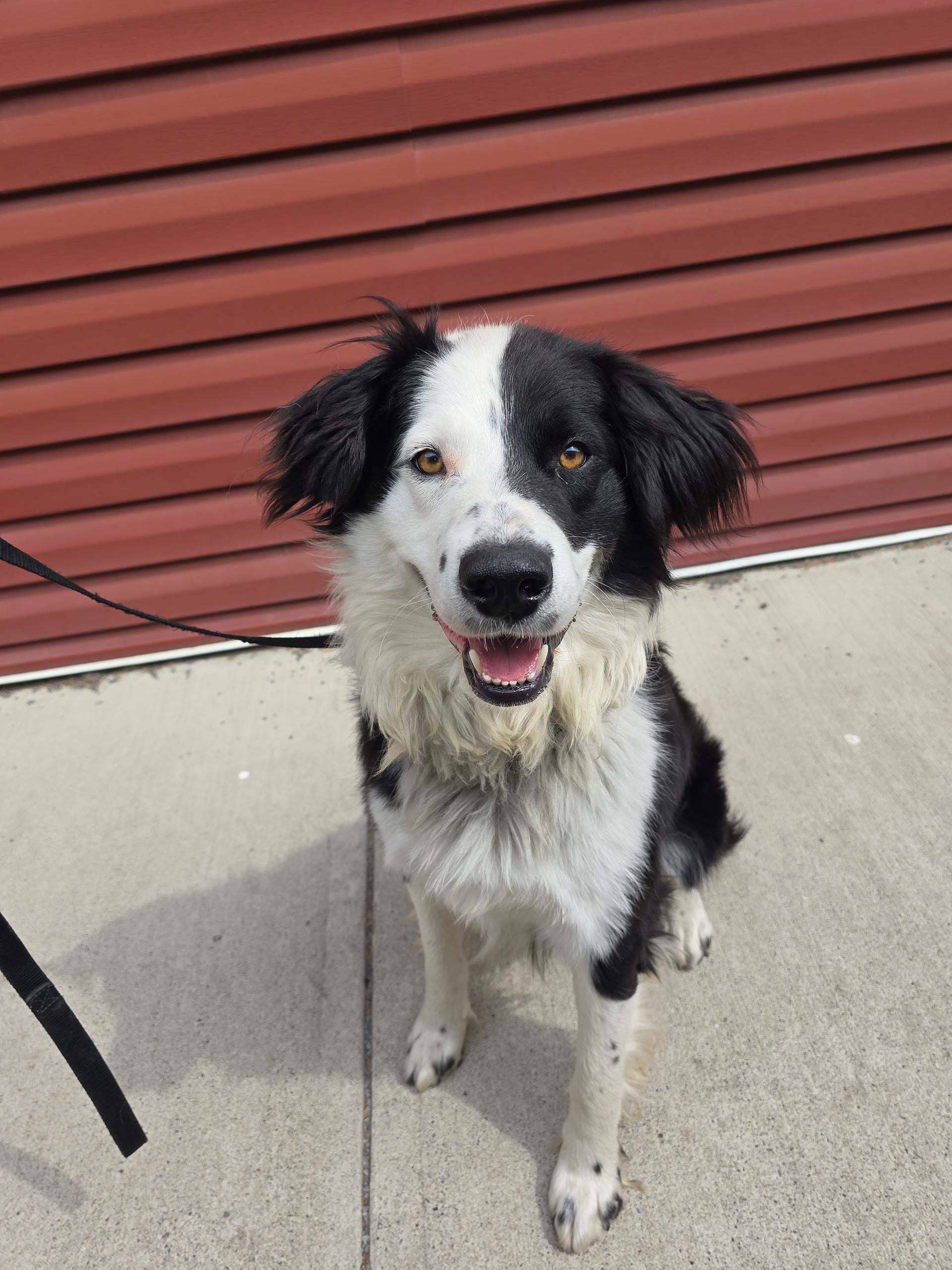 Poe - Mixed available for adoption
