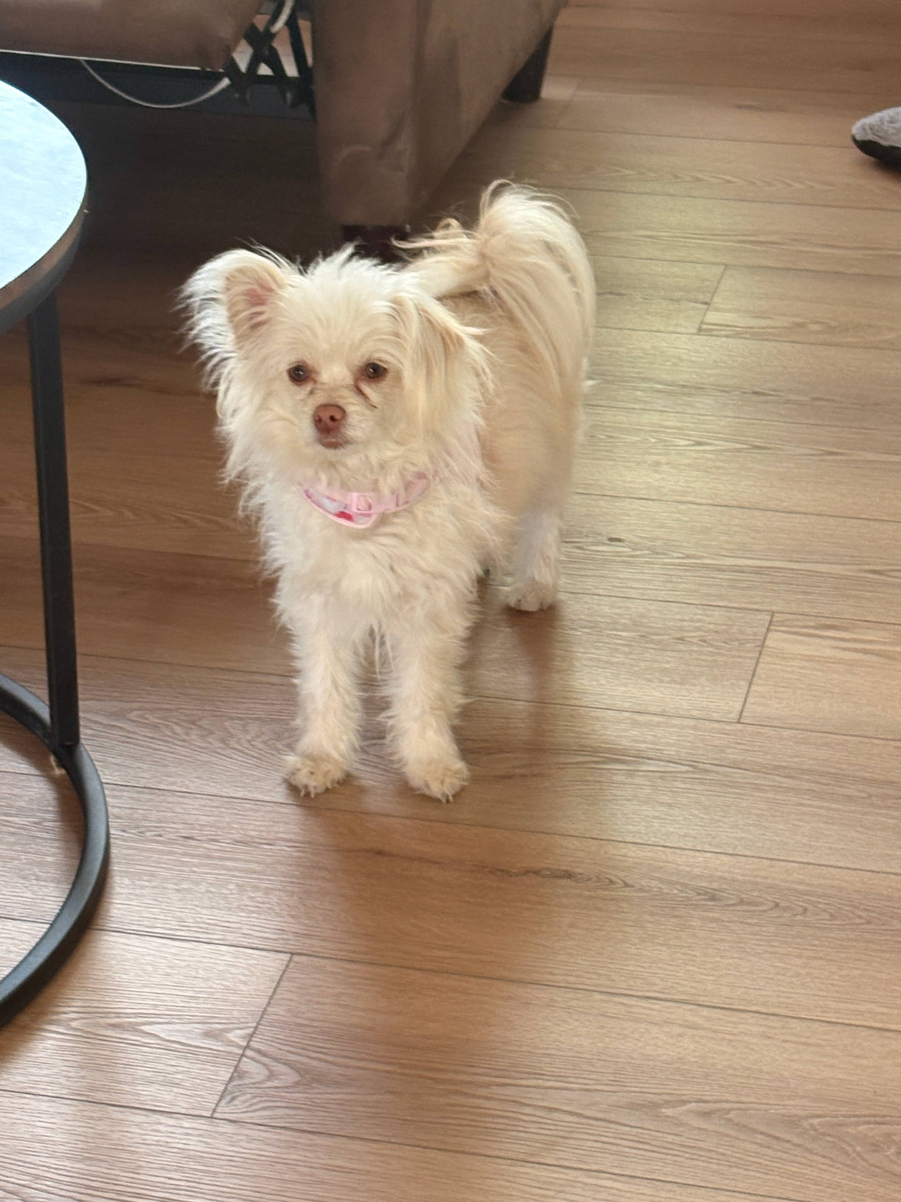 Ellie (and Pumpkin) - Miniature Poodle / Pomeranian available for adoption