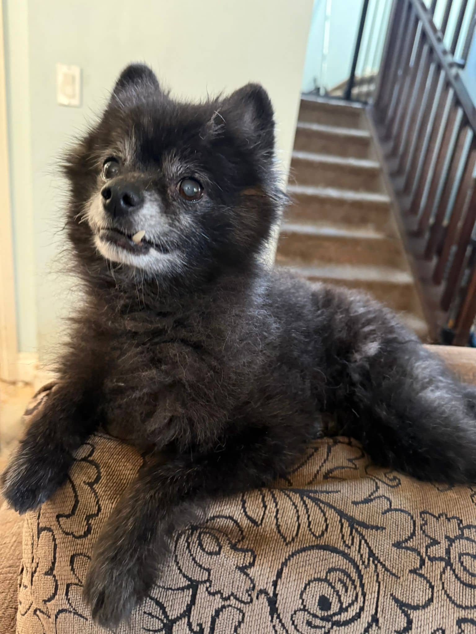 Torey - Pomeranian available for adoption