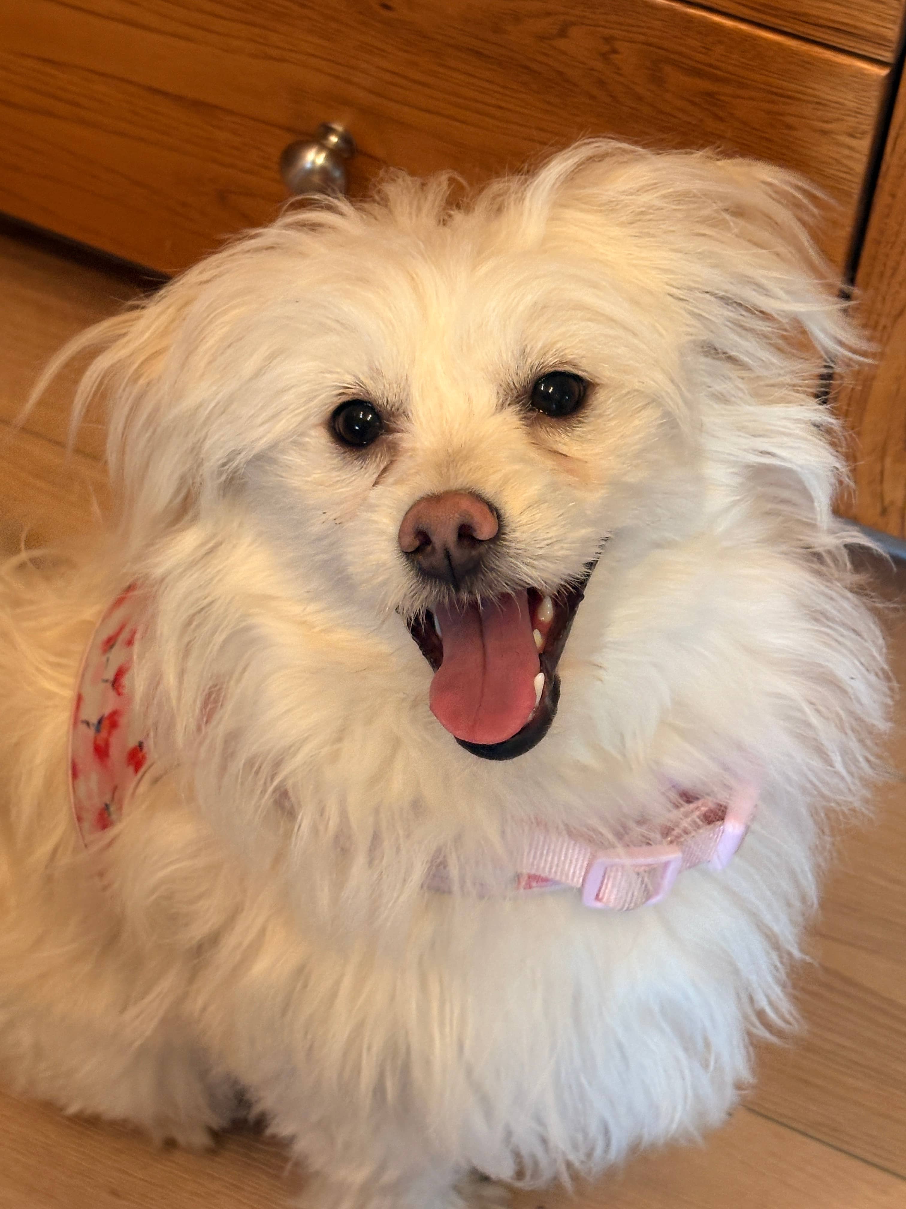 Pumpkin (and Ellie) - Miniature Poodle / Pomeranian available for adoption