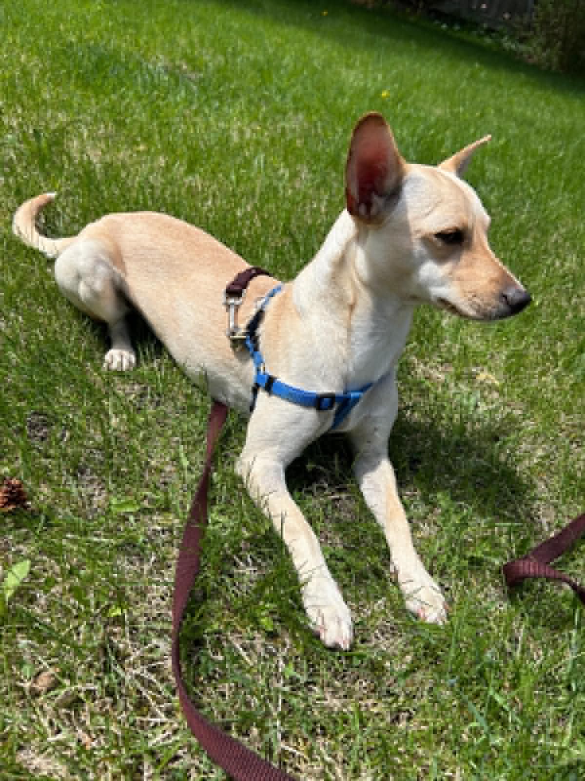 Amber - Chihuahua available for adoption in Calgary