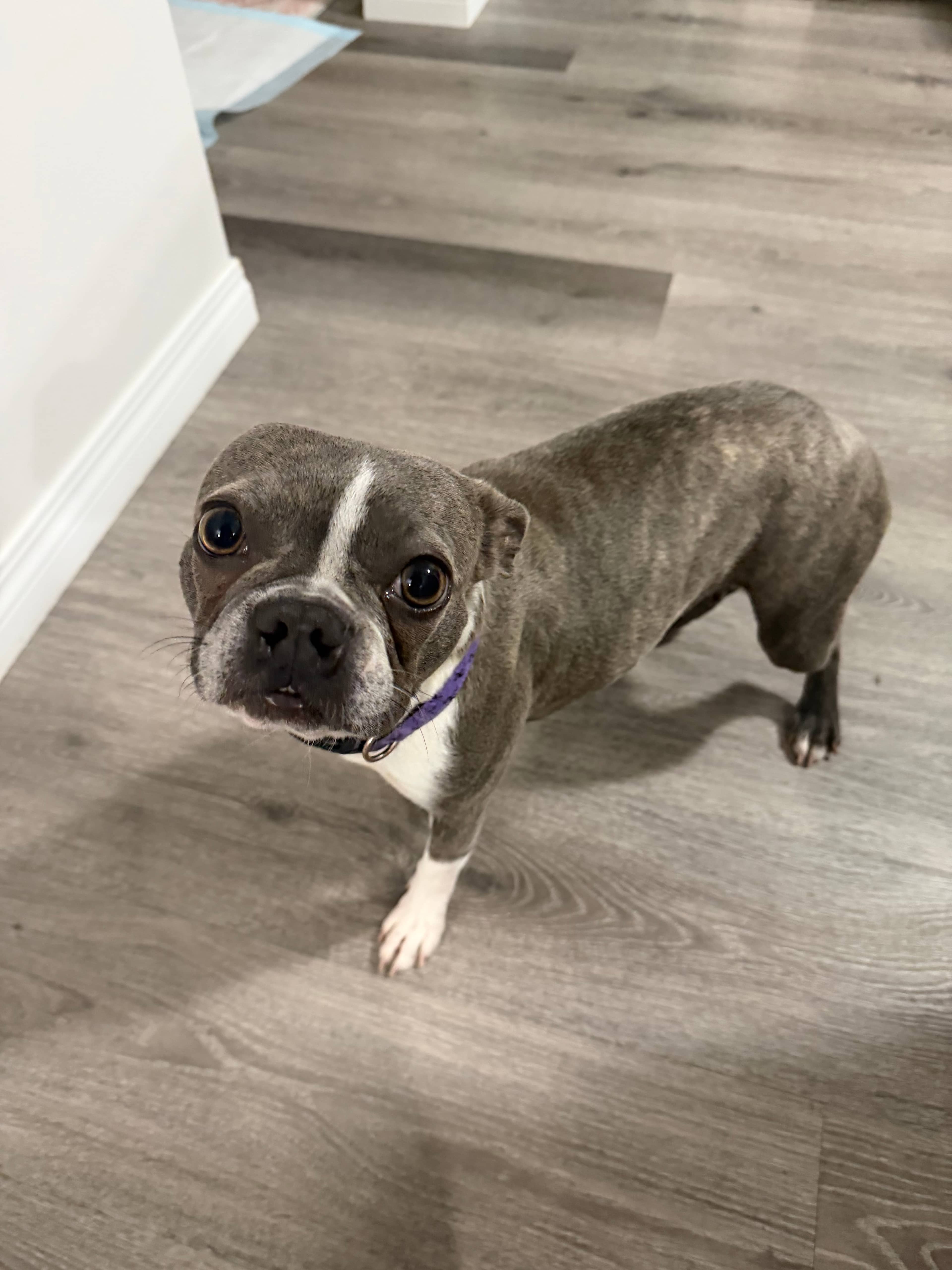 Mabel - French Bulldog / Boston Terrier available for adoption