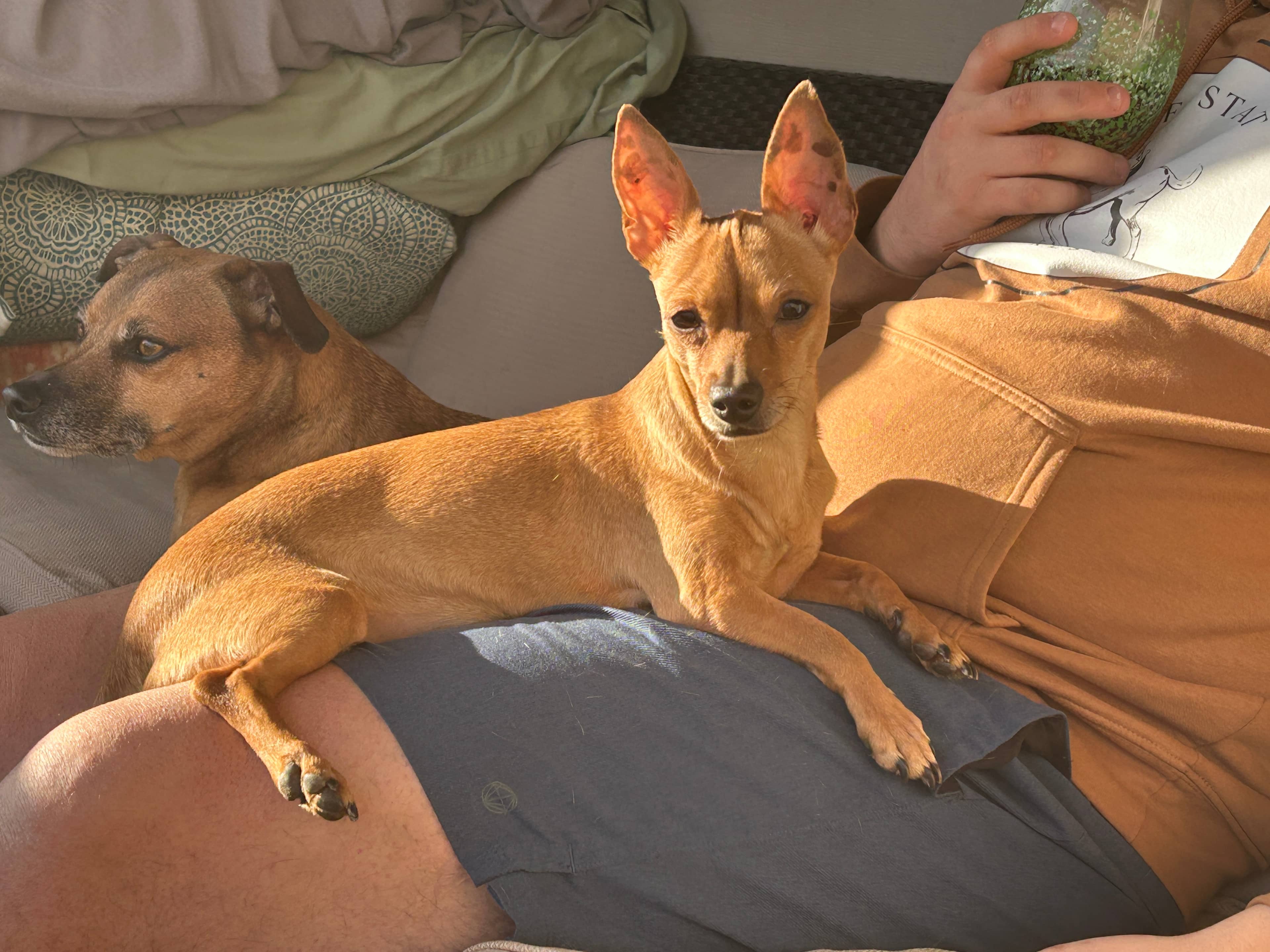 Penny - Chihuahua available for adoption