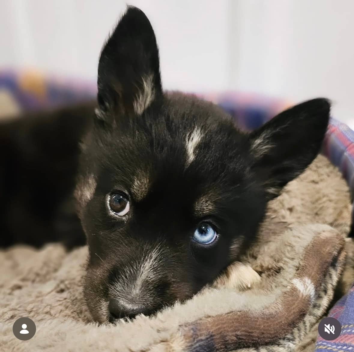 Eleanor - Mixed Breed available for adoption