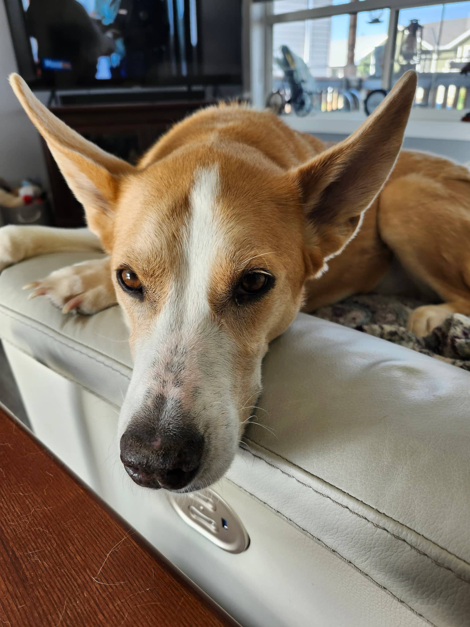 Charlotte - Mixed Breed available for adoption