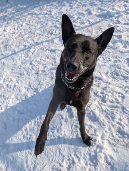 Apollo - Shepherd Mix available for adoption