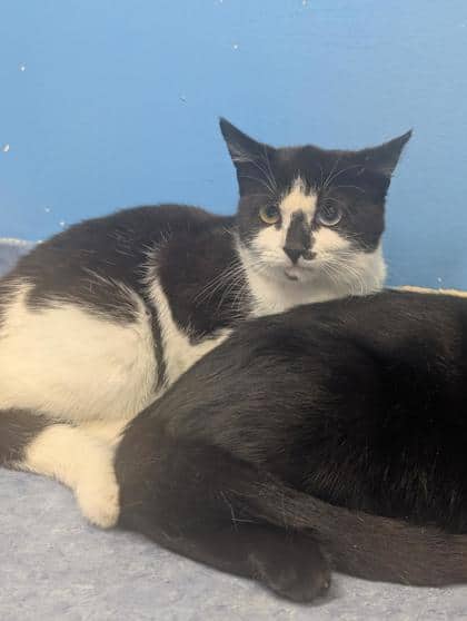 Bailey - Domestic Shorthair Mix available for adoption