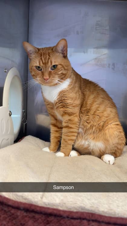 Sampson - Domestic Shorthair Mix available for adoption