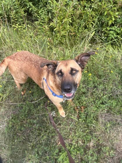 Banff - Shepherd Mix available for adoption