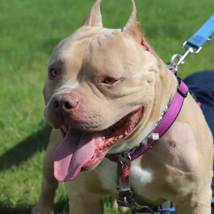 Rafa - American Pit Bull Terrier/Mix available for adoption