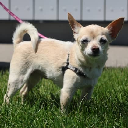 Mable - Short Coat Chihuahua/Mix available for adoption