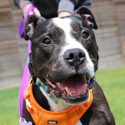 Ike - Large Mixed Breed available for adoption