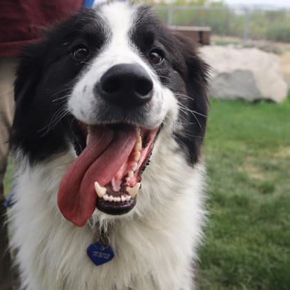 Andrew - Large Mixed Breed available for adoption in Calgary
