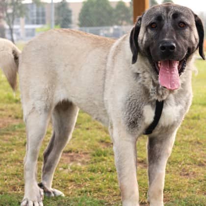 Lisa - Anatolian Shepherd available for adoption