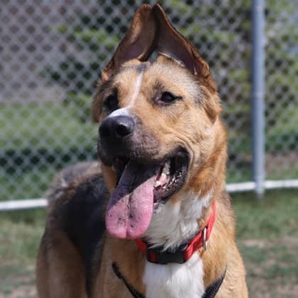 Bolt - German Shepherd/Mix available for adoption