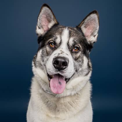 Jack Jack - Akita/Mix available for adoption