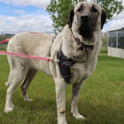 Layla - Anatolian Shepherd available for adoption