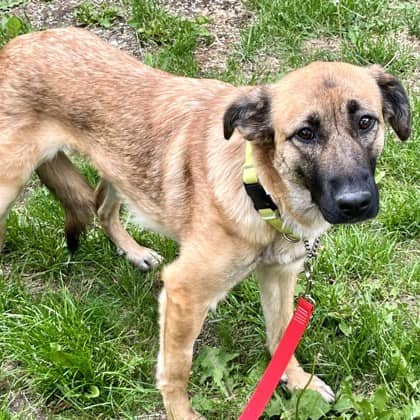 Cutie - Medium Mixed Breed available for adoption