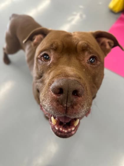 Buddy - Pit Bull Terrier/Mix available for adoption in Calgary