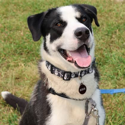 Charlie - Alaskan Husky/Labrador Retriever available for adoption