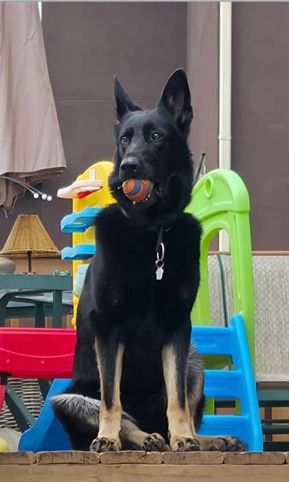 Meet
Lily - German Shepherd available for adoption