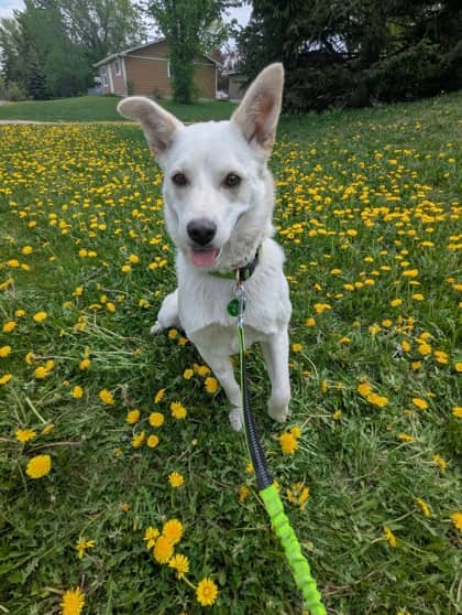 Meet
Rumi - Mixed Breed, Medium (up to 44 lbs fully grown)/Mix available for adoption